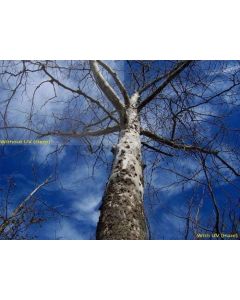 UV (Haze) 1A Multicoated | Multithreaded Glass Filter (95mm) For Tamron SP 150-600mm f/5-6.3 Di VC USD